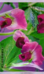 ツタンカーメンのエンドウ豆