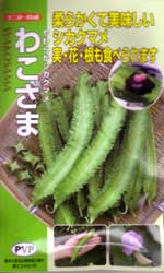 わこさま　シカクマメ