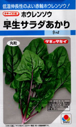 早生サラダあかり