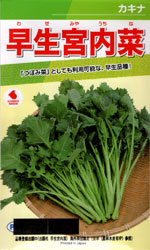 早生宮内菜
