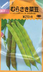 むらさき菜豆（やらず豆）