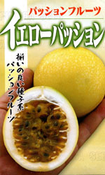 イエローパッション