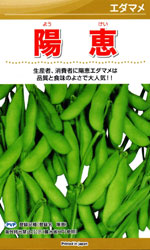 陽恵（ようけい）